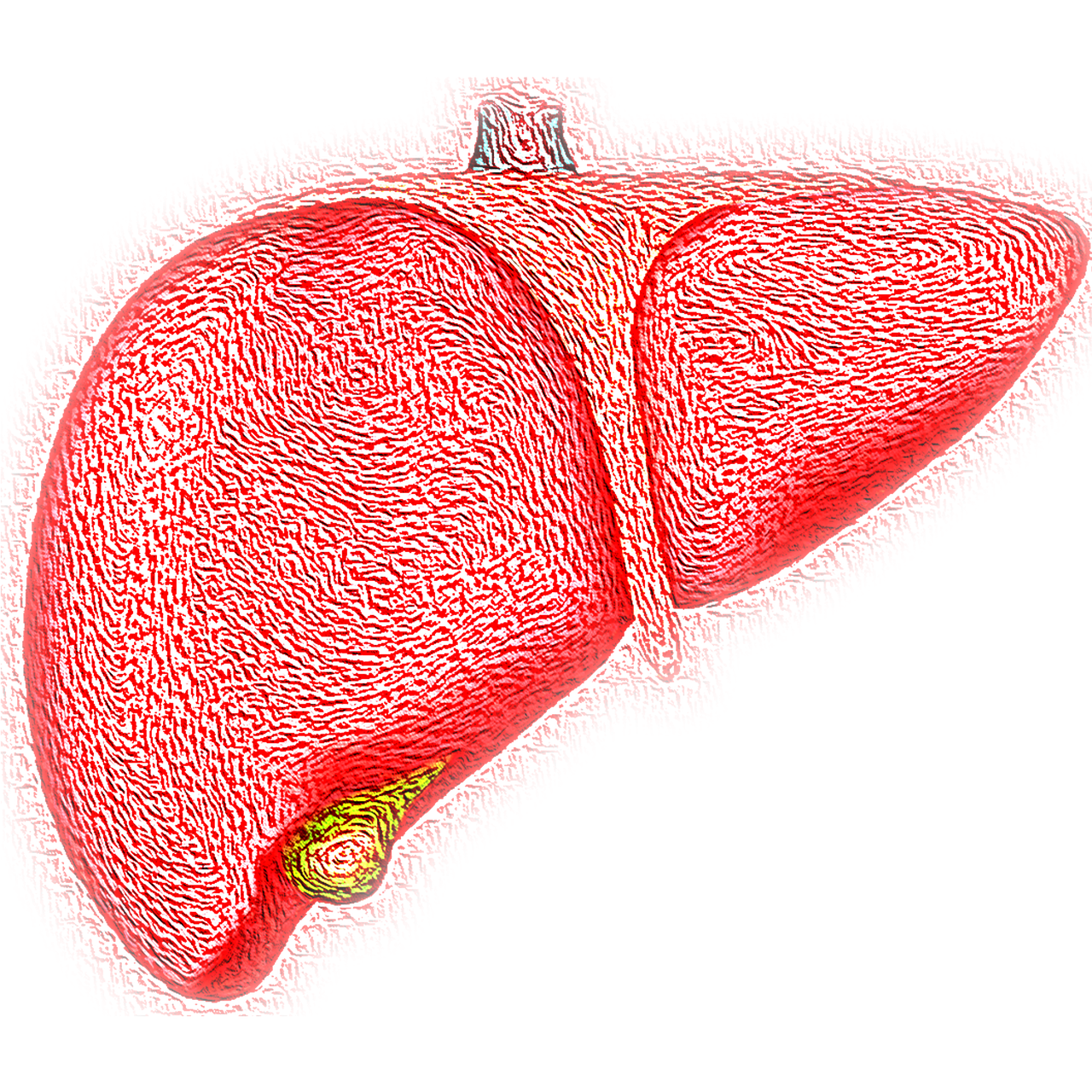 liver, hepatic, organ